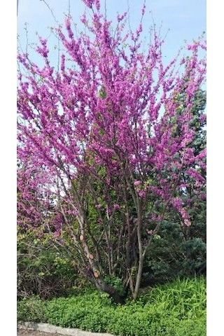 Pembe Erguvan Fidanı - 40-50 Cm, Renkli Bahçe Ağaç Fidanı