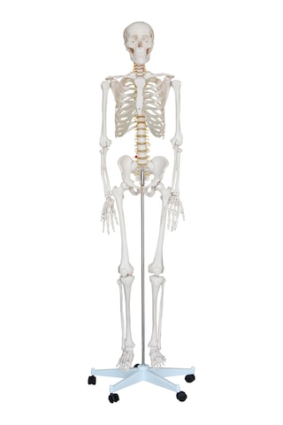 İSKELET MAKETİ 180 CM, İNSAN İSKELETİ İSKELET MAKETİ 180 CM, İNSAN İSKELETİ