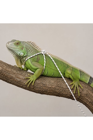 İguana Gezdirme Tasması - 2 Metre Ayarlanabilir İp