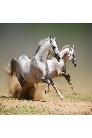 Koşan Atlar Doğal Taş Bardak Altlığı 4'lü Set - Natural Stone Coasters - Taş Çok Renkli