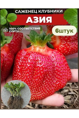 Erkenci Asya Çilek Fidanı 6 Adet Saksıd