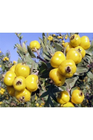 Tüplü Aşılı. İri Meyveli Sarı Belen Alıç Fidanı