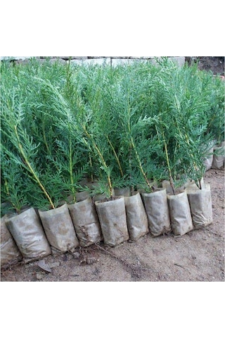 Videolu Leylandi Çit Çamı Fidesi 15 30 Cm 35 Adet Dış Mekan Bitkisi Cupressus
