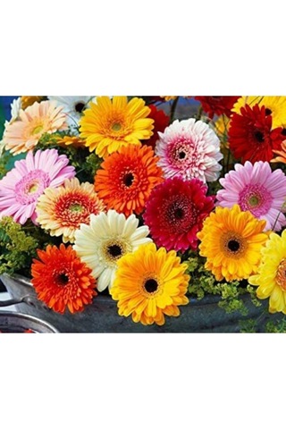 Tohum Dünyam Karışık Renkli Gerbera Çiçeği Tohumu Diğer