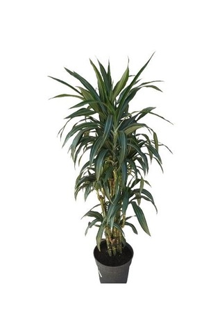 Dracena Warneckii
