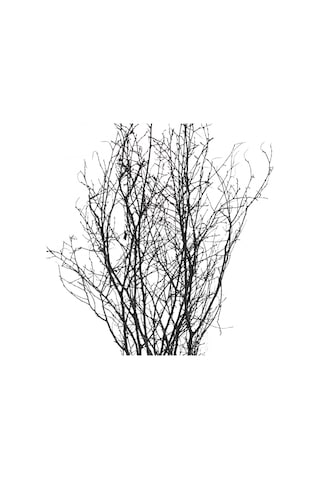 Kuru Bitki Siyah Gürgen Dalı 60 - 80 Cm