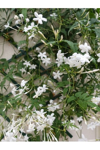 Videolu Arap Yasemini Yasemin Fidanı 40 60 Cm 1 Adet Saksılı/tüplü Rhyncospermum Jasminoides