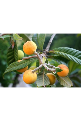 Malta Eriği - Yeni Dünya Fidanı 3 Adet Eriobotrya Japonica