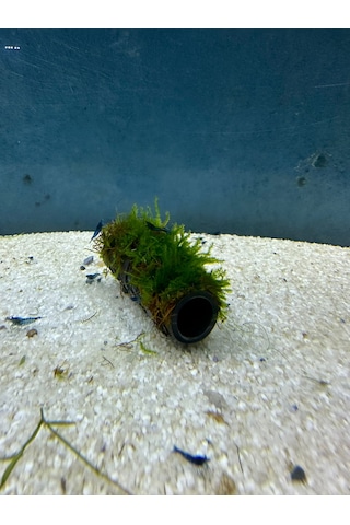 Canlıpetshop Y-moss Sarılı Tüp Tekli Karides Üretim Tüpü Yuvası ve Akvaryum Dekoru