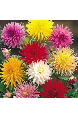 100 Adet Dev Yıldız Dahlia Çiçeği Yumrusu Soğanı.karışık Renk..