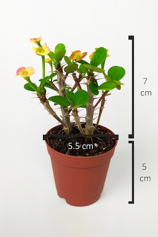 Nadir Bulunan Ebruli Çiçekli Dikenler Tacı Euphorbia Miili Mini KaktüsKral Tacı Dikenli Taç 5.5 CM Saksıda Özel Tür