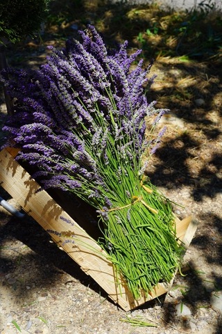 Ingiliz Lavanta Tohumu Lavandula Angustifolia