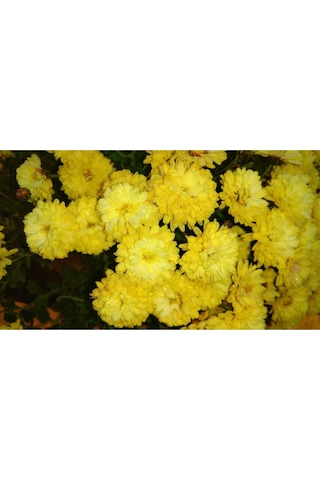 Sarı Kasımpatı Çiçeği Fidanı Saksılı 20-40 Cm