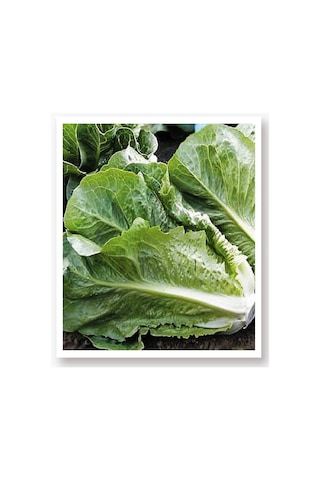 AGRodal Tarım Ata Tohumu Yerli Doğal Marul Yedıkule 1000 Ad Tohum