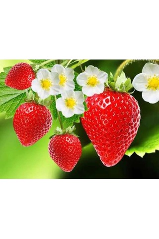Strawberry Flavored Massage Oil 50ml Çilek Aromalı Masaj Yağı 2 Adet 31208669