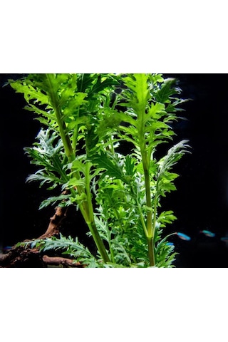 Hygrophila Difformis Çınar 4 Kök 1 Saksı 8-10 Cm