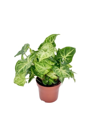 Syngonium Ok Başı Otu Melek Kanadı Sarmaşığı 20-40cm 1 Adet İç Mekan Çiçeği