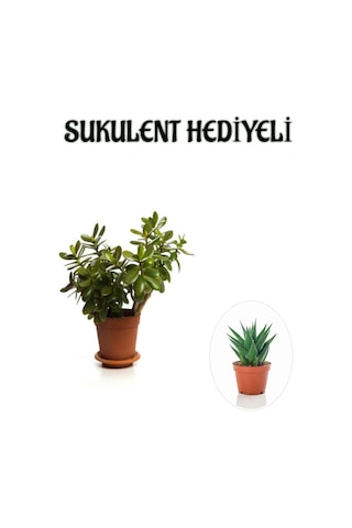 Hediyelik Parlak Yapraklı Şans Para Ağacı Bitkisi Fidanı Sukulent Hediyeli