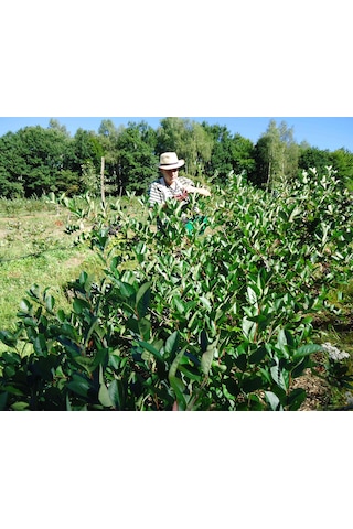 Aronya Fidanı 2 Adet 2 Yaş