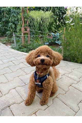 Majo Poodle İsimlik