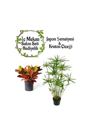 Japon Şemsiyesi 40-60 Cm 1 Adet Saksılı+kraton Bitkisi 20-40cm 1 Adet Saksılı