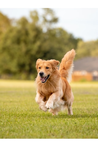 Armor Coat Köpek Bakım Spreyi Portakal Kokulu 75 Ml