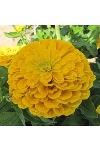 Super Yoga Elegans Golden Yellow Zinya Çiçeği Tohumu 40 Tohum