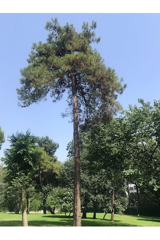 Fidan Kızıl Çam Fidanı 80 - 100 Cm Boy 1 Adet