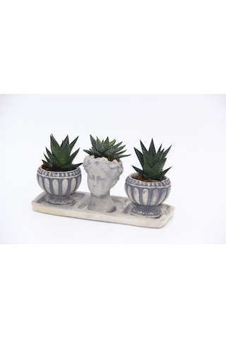 Trio Helen Gri Sukulent Seti - Haworthia Limifolia. Pumila