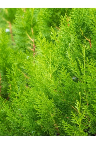Videolu Sınırlı Stok Limoni Servi Fidanı 30 40 Cm 1 Adet Dış Mekan Bitkisi Cupressus Macrocarpa