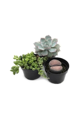 Serada Decor Plant Sukulent Kaktüs Set 3 Adet Mini Saksılı Dolgun Formlu Teraryum Ve Sukulent 006