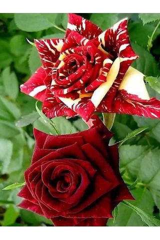 Avantajlı Yediveren Aşılı Sihirbaz Abrakadabra Gül Fidanı 1 Adet Saksılı 50-90 Cm Wizard Rose