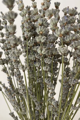 Naturel Lavanta Gelin Buketi Aranjman Çiçeği Süslük Vazoluk Magnetlik Hediyelik Kuru Çiçek