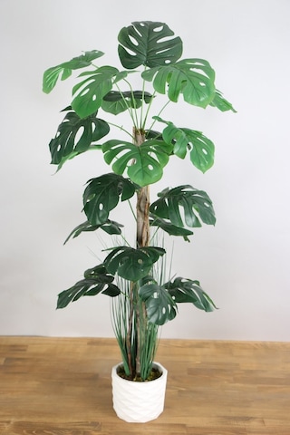 Yapay Monstera Ağacı 105 Cm Krem Saksılı