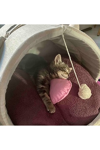 Tineke Kedi Ve Köpek Battaniyesi Yumuşak Welsoft Peluş Yıkanabilir 1 Adet Fuşya Küçük Boy 80x60 Acı Kahve - Pembe