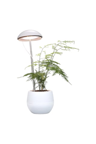 Neoglint-led Saksı Bitki Büyüyen Lamba Tam Spektrum Bitki Büyüyen Beyaz