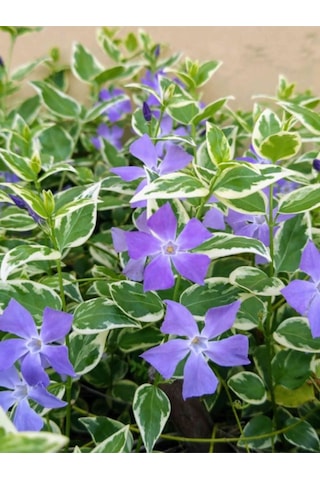 Beyaz Alaca Yapraklı Vinca Major Variegata Cezayir Menekşesi 20-40cm