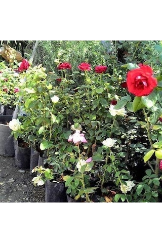 Tüplü Aşılı Salvador Dali Sarı Yediveren Kokulu Gül Fidanı