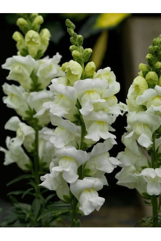 Beyaz Aslan Ağzı Çiçeği 5 10 Cm 10 Adet Saksılı/ Tüplü Iç/ Dış Mekan Bitkisi Antirrhinum