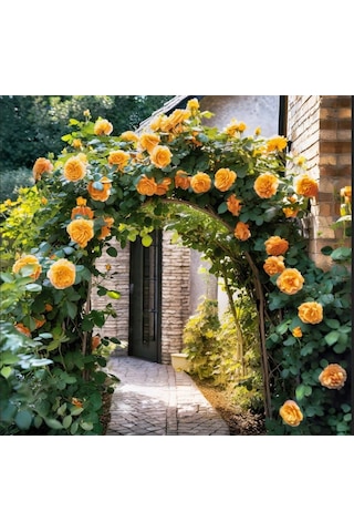 Tüplü Yediveren Kokulu Kayısı Renk Aloha Rose Sarmaşık Gül Fidan