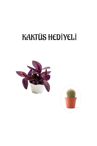 Hediyelik Mor Telgraf- Kara Sevda Çiçeği Sevgililer Gününe Özel Kaktüs Hediyeli