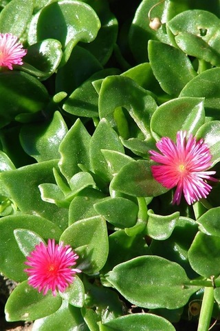 Serada Decor Plant Mezarlık Üstü Çiçekleri 4 Adet Mezar Kabristan Susuzluğa Dayanıklı