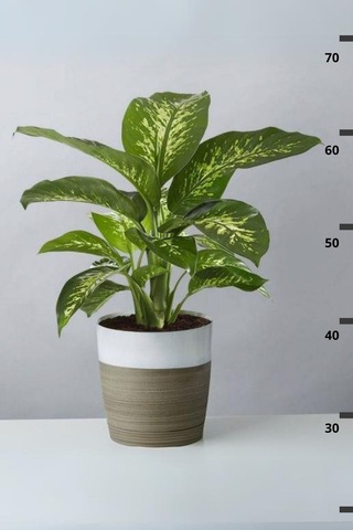 Dieffenbachia Tropik Snow-difenbahya Canlı Salon Bitkisi 40-60 Cm