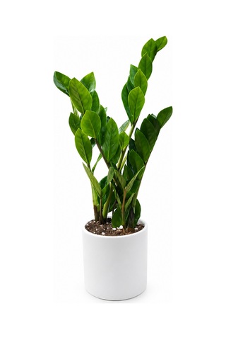 Zamia Bitkisi - Zeze Çiçeği Beyaz Seramik Saksıda 40-50 Cm