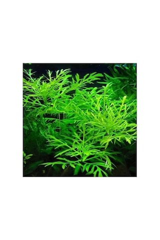 Canlı Bitki Hygrophila Difformis, 4-6 Kök Olarak