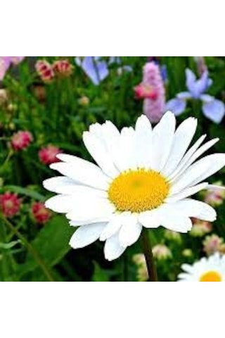 250 Adet Tohum Yayılıcı Kır Papatyası Çiçeği Tohumu Saksı Toprak