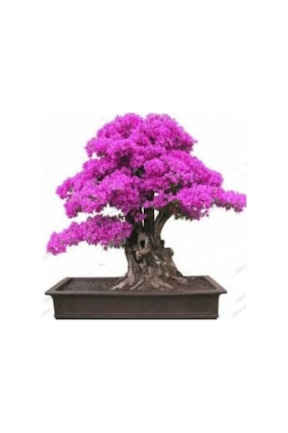 Bonsai İçin Uygun Erguvan Ağacı Tohumu 5 Tohum