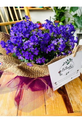Campanula - Çan Çiçeği 20 Cm
