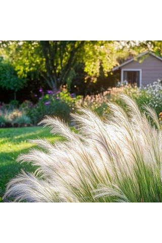Bahçevilya Stipa Pampas Otu 1-2 Yaş Arası Saksılı 40 Santim Boy