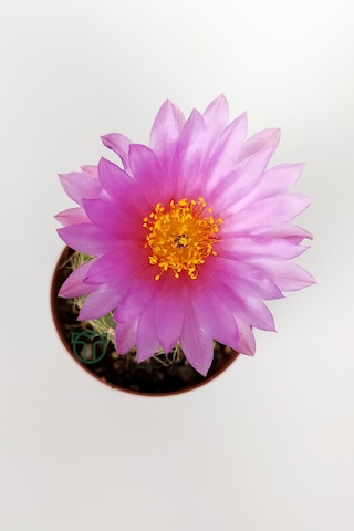 Natocactus Ubelmanianus Pembe Çiçek Açan Kaktüs Özel Tür Saksıda 5.5 CM